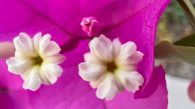 Pembe ve beyaz çiçekli Macro shot. 