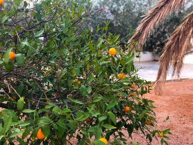 Orange tree in a farm in Hail Saudi Arabia clipart