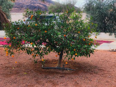 Orange tree in a farm in Hail Saudi Arabia   clipart