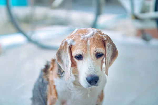 playful beagles, enjoy soaping, bubble baths, pet hygiene, house keeping, and happy bath time