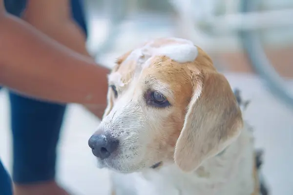 playful beagles, enjoy soaping, bubble baths, pet hygiene, house keeping, and happy bath time