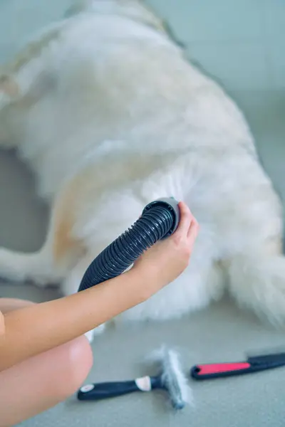 blow drying,grooming a happy Siberian husky,removing loose fur for a fluffy coat | dog care,keeping  coat beautiful,pet spa time,siberian husky\'s shedding season.