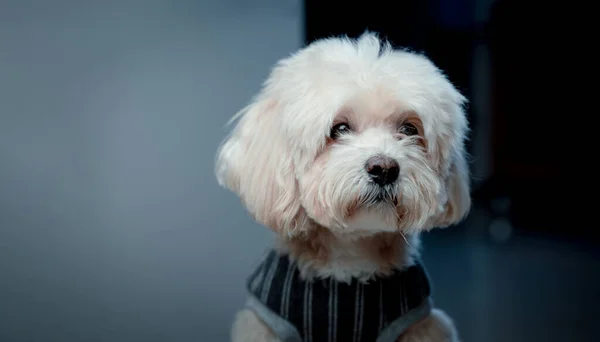 Kaniş köpeği, yaşlı, tişört giyiyor, oturuyor, kameraya bakıyor, yarı vücut, mutlu bir şekilde, eğimli bir arka planda, içeride, doğal ışıkta..