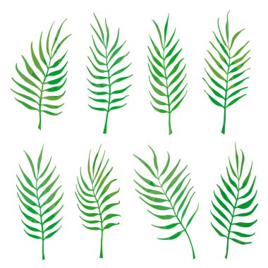 Beyaz arka planda yeşil palmiye yaprakları. Kıvrımlı dalların vektör kümesi. Palmiye yaprakları, bükülen dallar. Vektör illüstrasyonu.