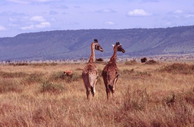 Rothschild Zürafa (Giraffa camelopardalis rothschildi), Masai Mara Ulusal Rezervi Kenya Afrika 'da yer alan bir şehirdir. Arka planda bulutlu gökyüzüne karşı dağlar.