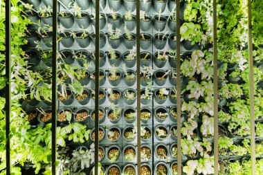 Dikey çiftlikler, topraksız tarım teknikleri sayesinde zararsız kimyasal kalıntılardan arta kalan çok kaliteli sebzelerin üretildiği binalardır.