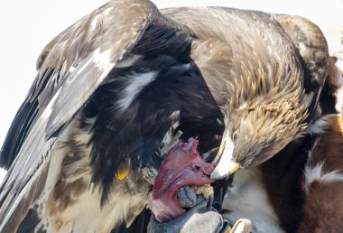Altın kartal bir şahinin eldivenli elinde çiğ et yiyor.
