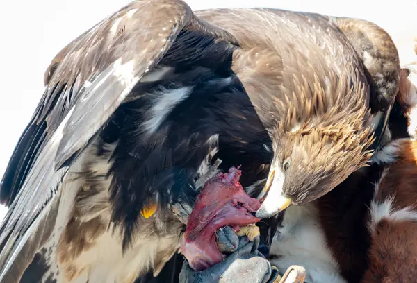 Altın kartal bir şahinin eldivenli elinde çiğ et yiyor.