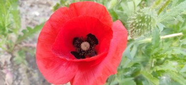 tarlada kırmızı gelincik çiçeği