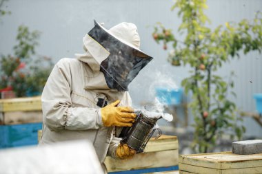 Experienced senior apiarist in his apiary setting a fire in a bee smoker. Beekeeper harvesting honey. Bee smoker is used to calm bees before frame removal.