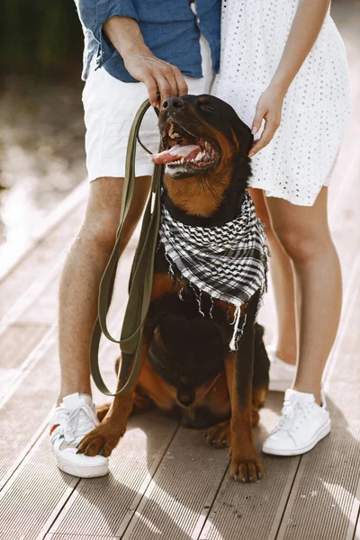 Зосередьтеся Собаці Молодий Чоловік Повсякденному Вбранні Пестить Милого Собаку Сидячи — стокове фото