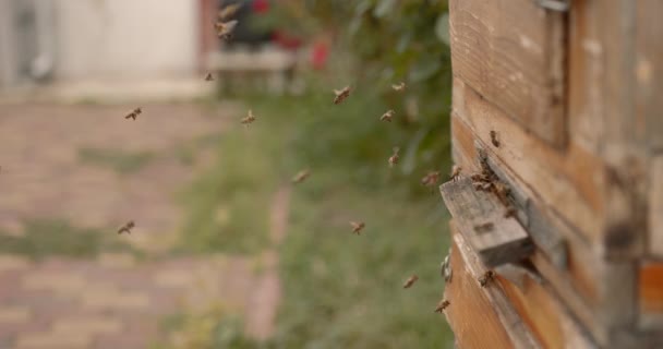 Profesjonalny Pszczelarz Trzymający Nowe Kadry Dla Uli Pszczół Przygotowanie Pracy — Wideo stockowe