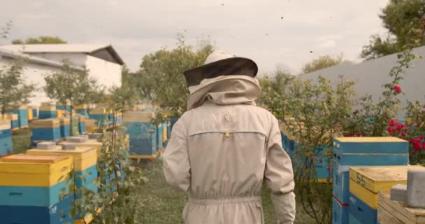 Erfahrener Bienenzüchter Mit Rauchmelder Bauerngarten Imker Inspektion Des Bienenwabenbetriebs — Stockvideo