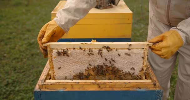 Peternak Lebah Berjanggut Laki Laki Muda Dalam Setelan Pelindung Putih — Stok Video