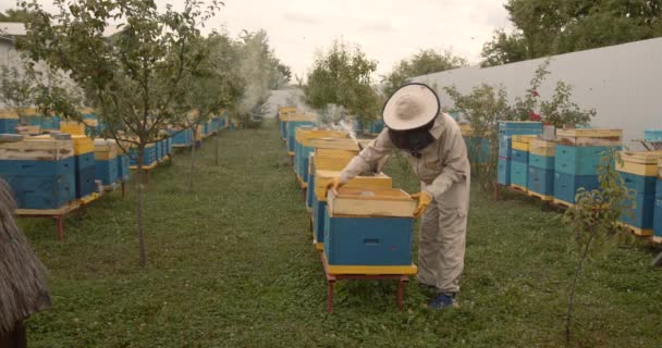 Experienced Positive Beekeeper Smoke Hive Tool Farm Garden Apiarist Inspection — Stock Video