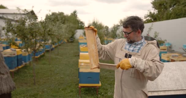 Männlicher Imker Benutzt Pinselwerkzeug Die Rahmen Der Waben Reinigen Bienenbauer — Stockvideo