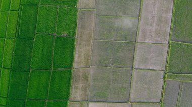 Pirinç tarlaları, havadan çekim, suyla doldurulmuş yeşil