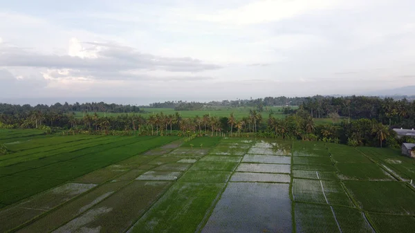 Рисовые Поля Воздушный Кадр Зеленый Наполненный Водой — стоковое фото