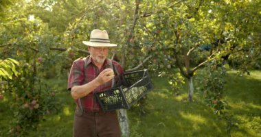 Karizmatik yaşlı çiftçi elmalardan hasat topluyor. Mutlu adam organik elma topluyor..
