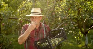 Karizmatik yaşlı çiftçi elmalardan hasat topluyor. Mutlu adam organik elma topluyor..