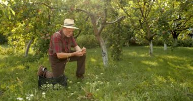 Karizmatik yaşlı çiftçi elmalardan hasat topluyor. Mutlu adam organik elma topluyor..