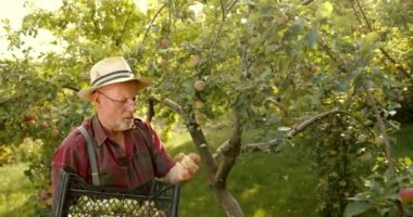 Karizmatik yaşlı çiftçi elmalardan hasat topluyor. Mutlu adam organik elma topluyor..