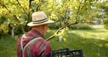 Karizmatik yaşlı çiftçi elmalardan hasat topluyor. Mutlu adam organik elma topluyor..