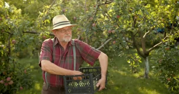 Velho Agricultor Carismático Recolhe Colheita Das Maçãs Homem Feliz Coletando — Vídeo de Stock