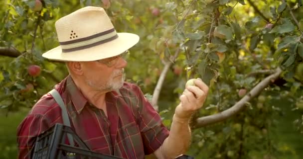 カリスマ的な老人農家はリンゴから収穫を拾う 幸せな男有機リンゴを収集 — ストック動画
