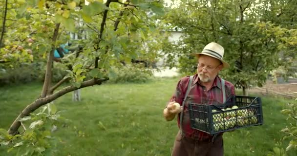 Velho Agricultor Carismático Recolhe Colheita Das Maçãs Homem Feliz Coletando — Vídeo de Stock