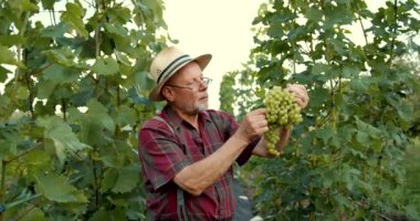 Üzüm bağında çalışan emekli adam üzümleri topluyor. Tarım ve hasat kavramı.