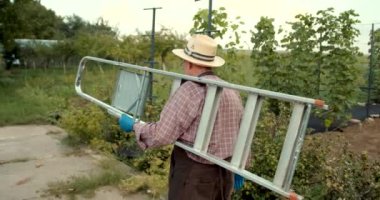 Kıdemli adam bir elinde merdiven taşıyarak meyve bahçesinde patikaya çıkıyor. Tarım ekipmanları, bahçe konsepti.