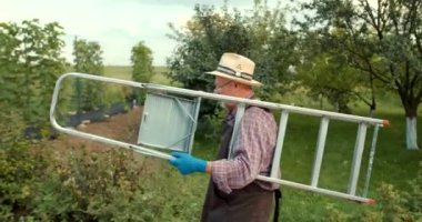 Kıdemli adam bir elinde merdiven taşıyarak meyve bahçesinde patikaya çıkıyor. Tarım ekipmanları, bahçe konsepti.