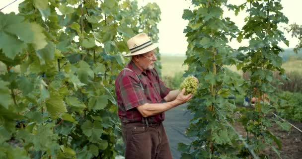 Emeryt Pracujący Winnicy Zbierający Winogrona Koncepcja Rolnictwa Zbiorów — Wideo stockowe