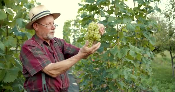 Homem Reformado Trabalhar Vinha Colher Uvas Conceito Agricultura Colheita — Vídeo de Stock