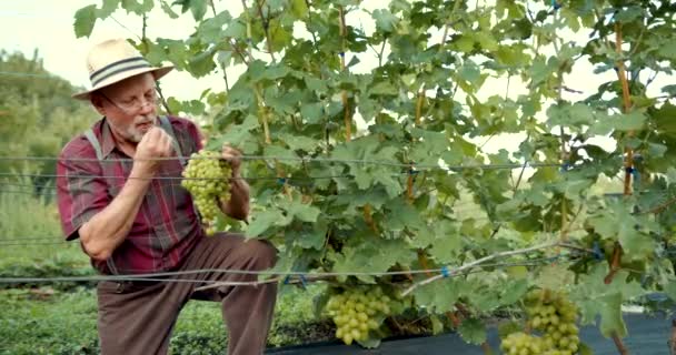 Homem Reformado Trabalhar Vinha Colher Uvas Conceito Agricultura Colheita — Vídeo de Stock