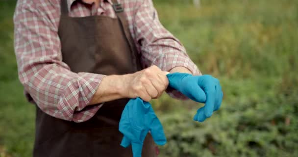 Farmer Puts Gloves Getting Ready Work Older Man Gardener Working — Stock Video