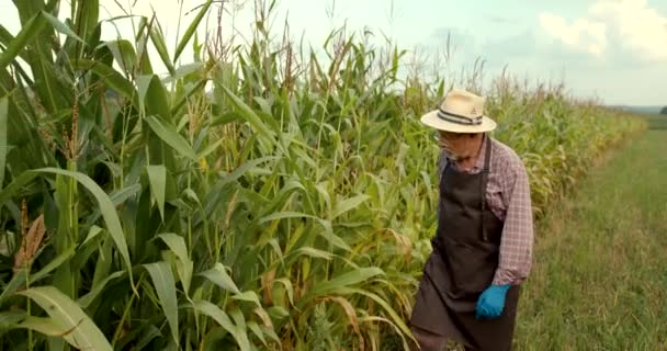Campesino Campo Maíz Agricultor Masculino Controla Inspecciona Calidad Las Plantas — Vídeo de stock