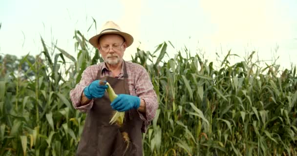 トウモロコシ畑の農夫だ 畑の有機トウモロコシの植物の品質をチェックし 検査する男性農家の手 — ストック動画