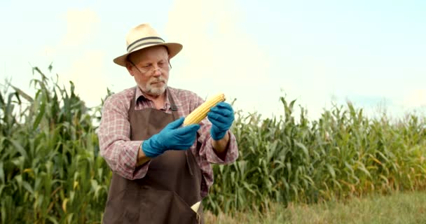 Boerenman Het Maïsveld Mannelijke Landbouwers Die Kwaliteit Van Biologische Maïs — Stockvideo