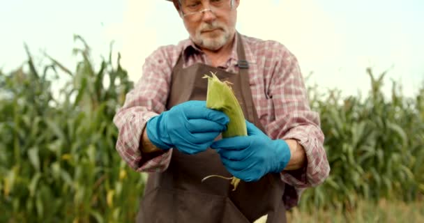 トウモロコシ畑の農夫だ 畑の有機トウモロコシの植物の品質をチェックし 検査する男性農家の手 — ストック動画