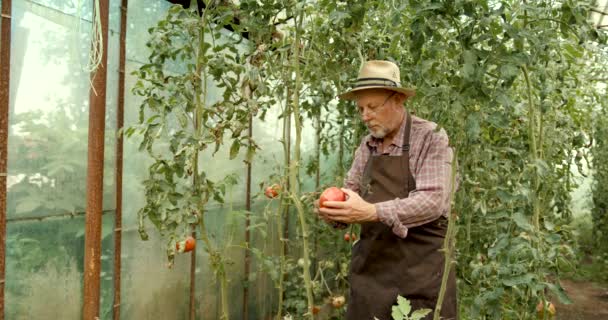 Homem Sênior Coletando Colheita Tomate Casarão Uma Pequena Fazenda Agrícola — Vídeo de Stock