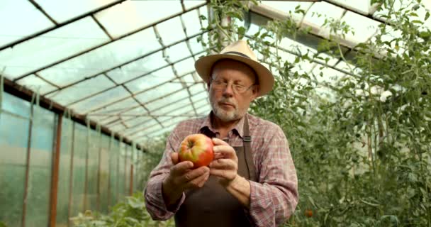 Homem Sênior Coletando Colheita Tomate Casarão Uma Pequena Fazenda Agrícola — Vídeo de Stock