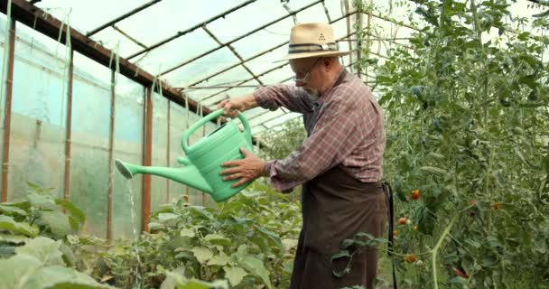 ชายชรารดน นไม ในสวน การท าสวน การเต บโต และการด แลดอกไม — วีดีโอสต็อก