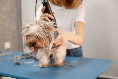 Yorkshire Teriyeri kuaförde prosedür uyguluyor. Beyaz tişörtlü genç bir kadın küçük bir köpeği buduyor. Yorkshire Teriyer köpeği tıraş makinesiyle tıraş oluyor..