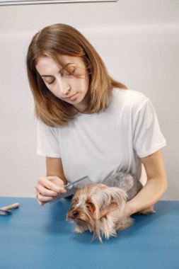 Yorkshire terrier getting procedure at the groomer salon. Young woman in white t-shirt combing a little dog. Yorkshire terrier puppy on a blue table.