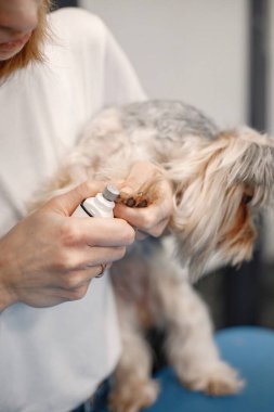 Yorkshire terrier getting procedure at the groomer salon. Young woman in white t-shirt trimming the nails of a little dog. Yorkshire terrier puppy on a blue table.