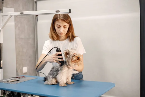 Yorkshire terrier getting procedure at the groomer salon. Young woman in white t-shirt trimming a little dog. Yorkshire terrier puppy getting haircut with a shaving machine.