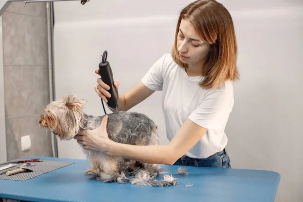 Yorkshire Terrier Getting Procedure Groomer Salon Young Woman White Shirt — стокове фото