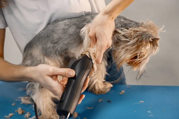 Yorkshire Terrier Getting Procedure Groomer Salon Young Woman White Shirt — стоковое фото